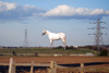 Mark Wallinger monumental white horse sculpture