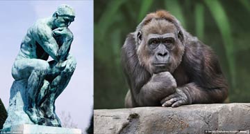 Auguste Rodin The Thinker Sculpture vs The Gorilla