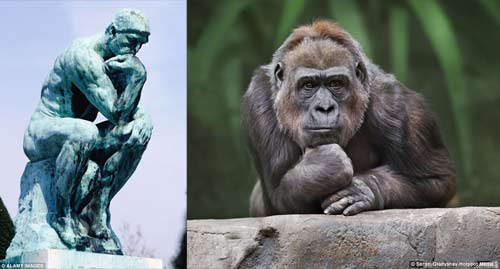 Auguste Rodin The Thinker Sculpture compare The Gorilla