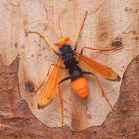 Spider Hunter Wasp (Pompilid) on Eucalypt Bark by Ray Besserdin - search and link Sculpture with SculptSite.com