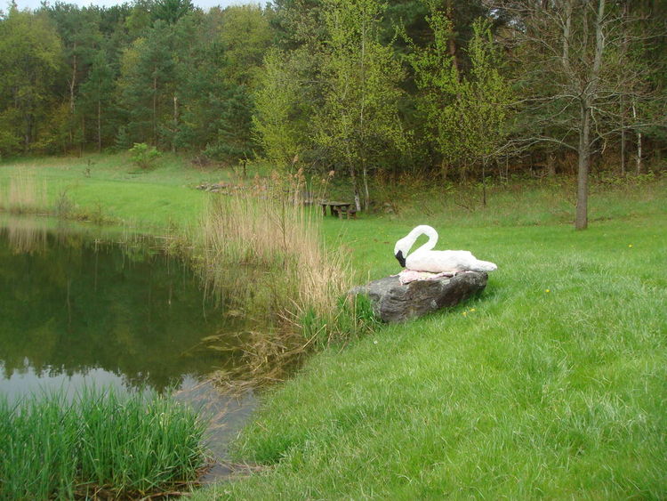 Trumpeter Swan by Sari Grove - search and link Sculpture with SculptSite.com