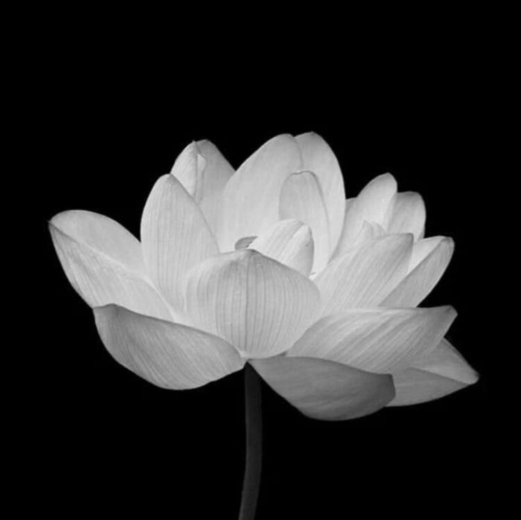 The most beautiful image of a white lotus flower on a black background by Edouard Manet - search and link Sculpture with SculptSite.com