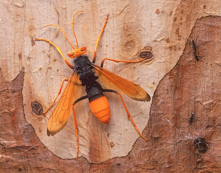 Spider Hunter Wasp (Pompilid) on Eucalypt Bark by Ray Besserdin - search and link Sculpture with SculptSite.com